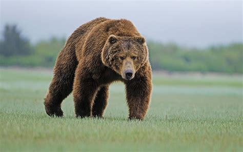 bears, Nature, Animals, Grizzly Bear, Grizzly Bears Wallpapers HD ...