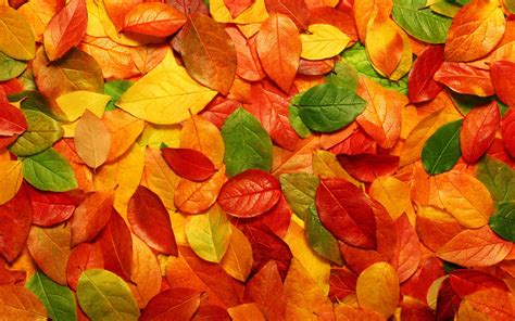 Fall Leaf Wallpapers - Top Free Fall Leaf Backgrounds - WallpaperAccess