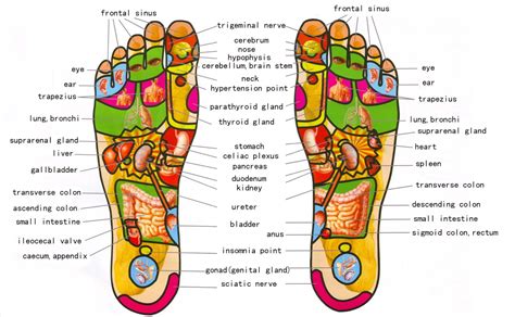 Gratis Download 5 Best Foot Reflexology Chart! (Updated: 2018)