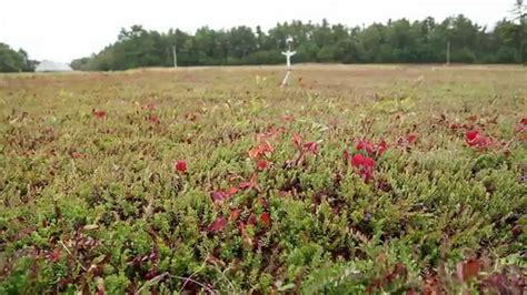 The Cranberry Harvest Experience - YouTube