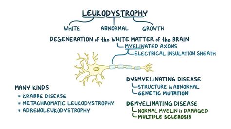 Leukodystrophy: Video, Anatomy, Definition & Function | Osmosis