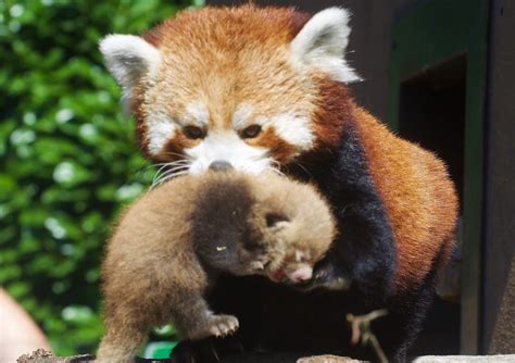 Longleat's Red Panda cubs visible for the first time - Red Pandazine