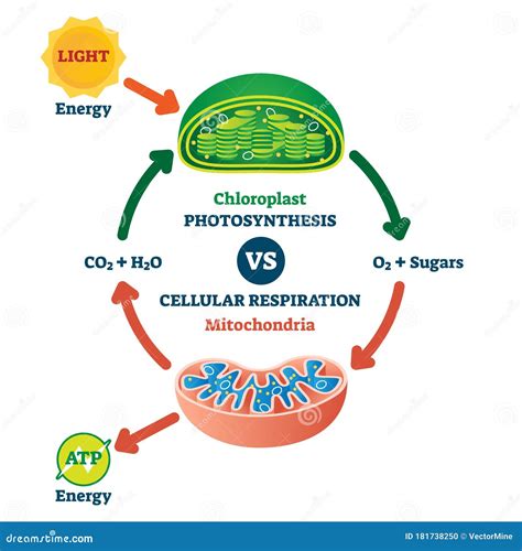 Photosynthesis And Cellular Respiration At The Atomic