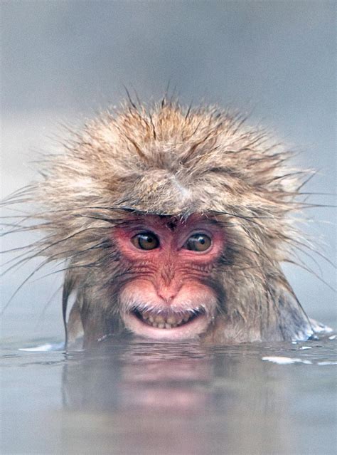 Young Snow Monkey (Macaque) enjoying a hot springs pool in Japan ...