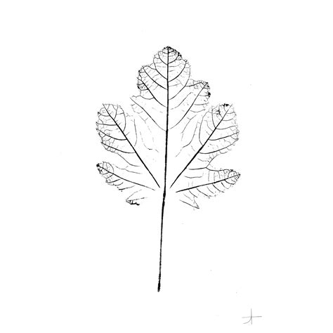 Fig Tree Leaf Art Print - Etsy