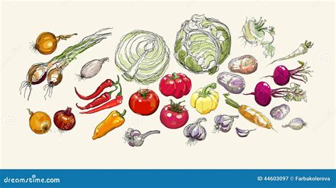 Realistic Vector Hand Drawing Set of Vegetables Stock Vector ...