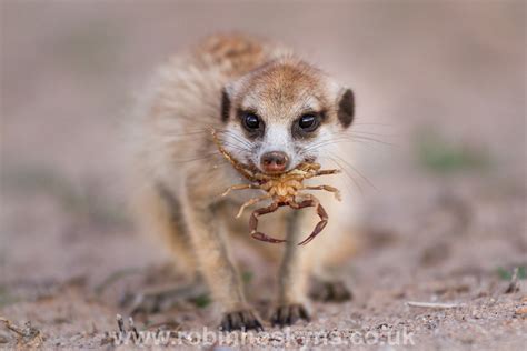 Meerkats Eating Scorpions