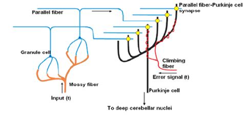 Purkinje Fibers Cerebellum