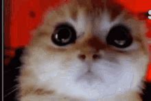 Angry Kitten Angry Cat GIF - Angry Kitten Angry Cat Made It To Work ...