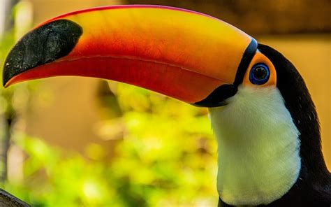 30 Fun Toucan Facts For Kids 2023 (Full Information)