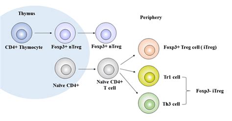 Identify Treg Cells. You Can Do This. - Cusabio