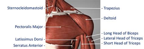 Shoulder – Cambridge Shoulder