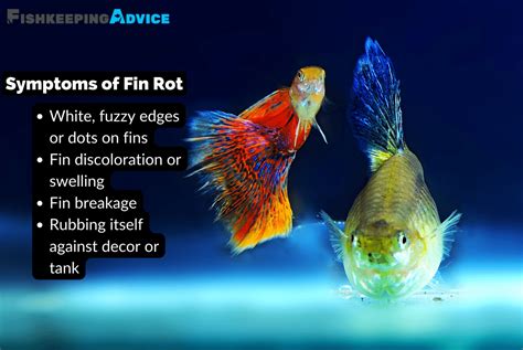 Struggling With Fin Rot in Fish? Here's How To Cure It FAST