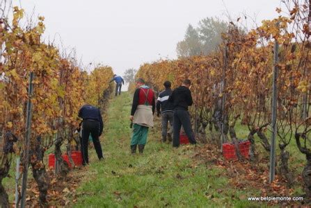 Nebbiolo harvest