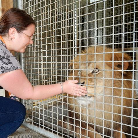 Feeding a Lion at Wellington Zoo - an experience I'll never forget ...