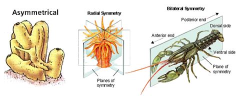 How Can Radial Symmetry Benefit An Animal