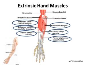 Intrinsic Vs Extrinsic Muscles - slidesharetrick