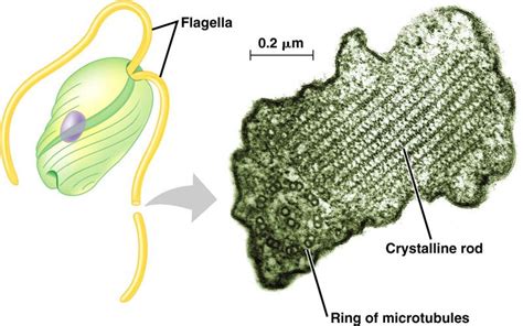 euglenozoa.html 28_06EuglenaFlagellus.jpg