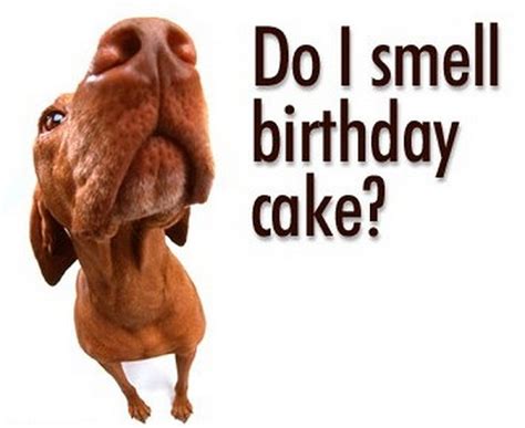 Funny Birthday Wishes, Quotes and Funny Birthday Messages - Easyday