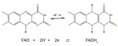 7.8: The Chemistry of NAD+ and FAD - Chemistry LibreTexts