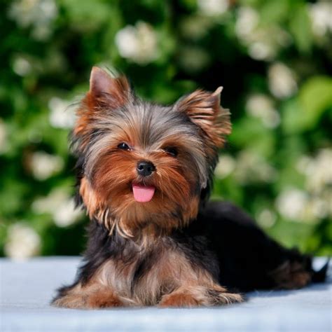 7 Essential Facts About Yorkies - Greenfield Puppies