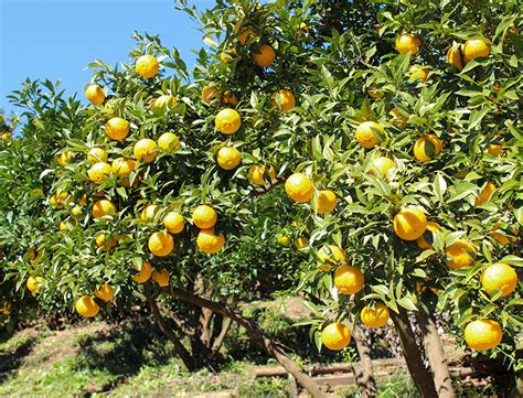 Citrus x Junos Guide: How to Grow & Care for “Yuzu Tree”