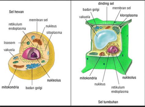 Bagian Bagian Sel Tumbuhan - Homecare24