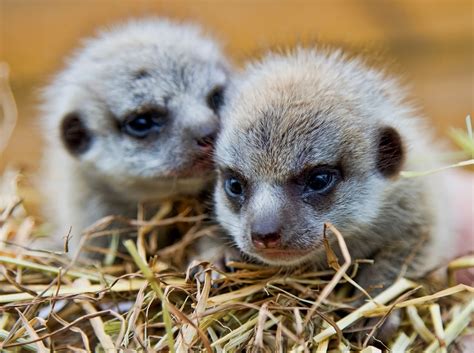 Baby meerkat magic at Telford Exotic Zoo | Shropshire Star