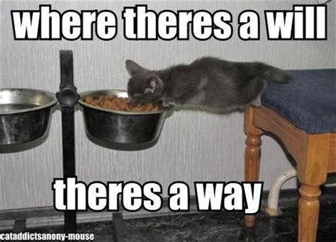 cat eating food, funny pictures - Dump A Day