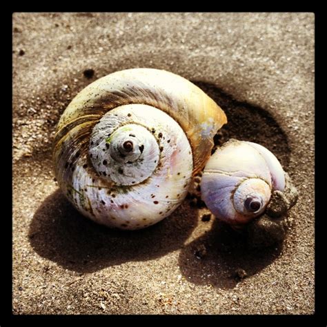 Snails | Snail, Animals, Photo