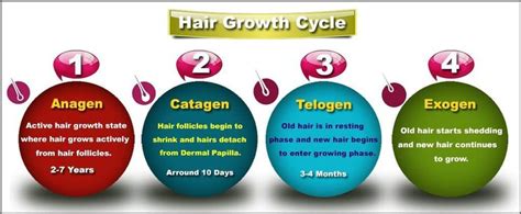 The Mechanism Of Hair Growth Cycle - Shiftkiya.com