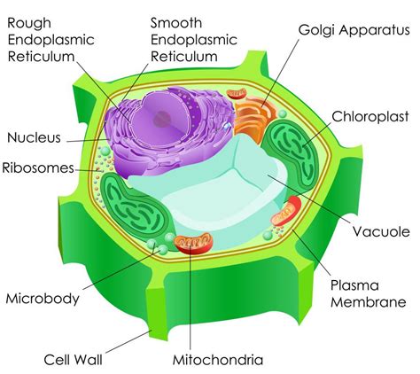 What Is a Middle Lamella? (with picture)