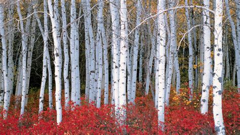 Download White Birch Tree Forest Red Flowers Wallpaper | Wallpapers.com