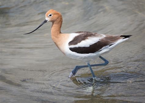 American Avocet | Idaho Birds