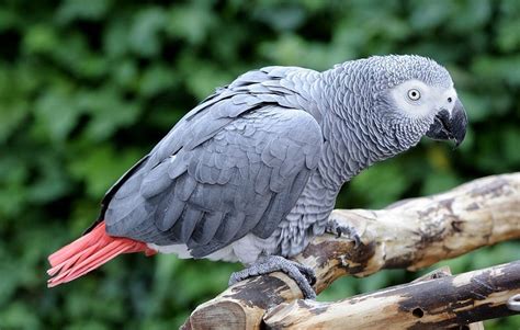 African Grey Parrot Facts, Care as Pets, Pictures and Video