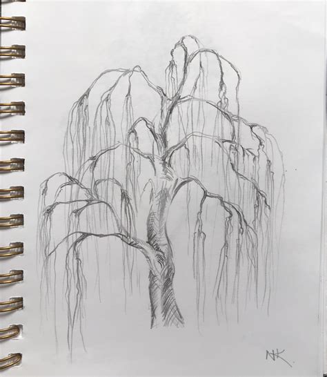 Weeping Willow Tree Sketch