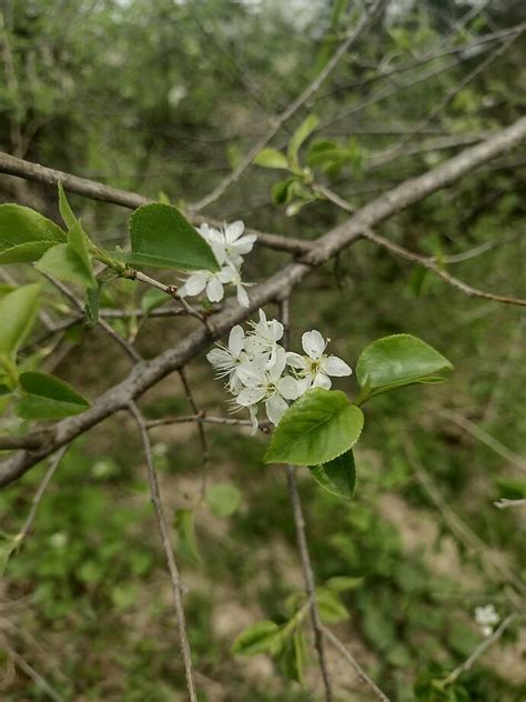 Prunus americana - General Fruit Growing - Growing Fruit