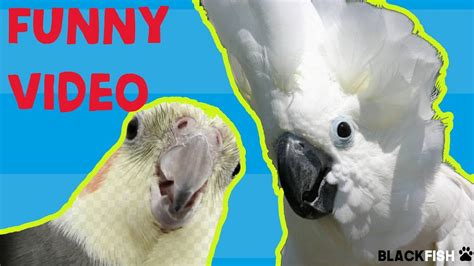 Try Not To Laugh Challenge - BEST FUNNY PARROTS COMPILATION | ADEW Pets ...