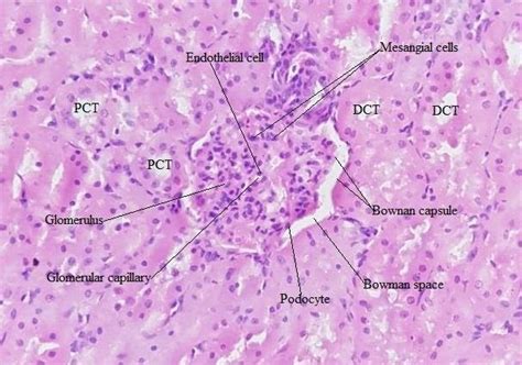 Histological features of gum Arabic solution preserved kidney section ...