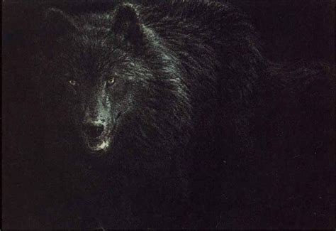 Black Wolf - North American Wilderness | Golden Eagle Art Gallery