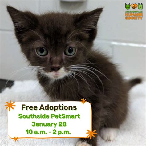 Free Feline Adoption Event - Southside PetSmart - Jacksonville Humane ...