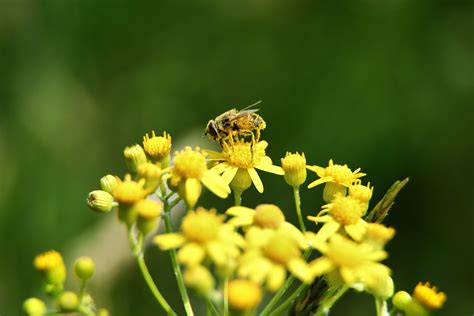 Considering Busy Honey Bee Macro | Flowers| Free Nature Pictures by ...