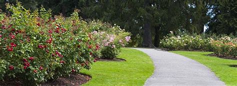 Stanley Park Rose Garden | Neon Sakura