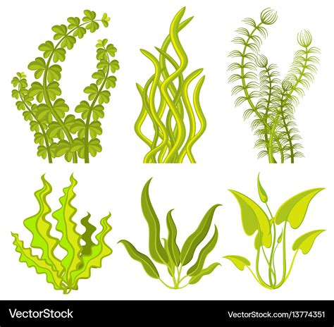 Underwater seaweed elements Royalty Free Vector Image