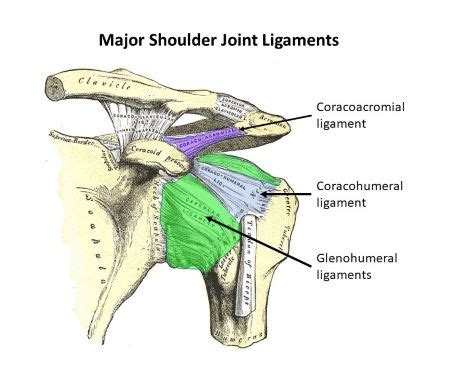 Shoulder Anatomy Ligaments