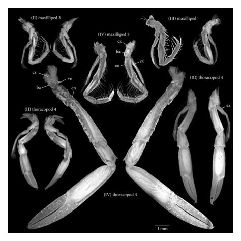 Larval stages of Homarus gammarus labelled with roman numerals. All ...