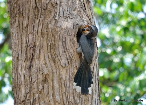 Dr.Shrikanth Hegde's Photography: Hornbill nesting and feeding