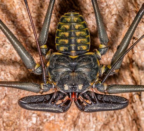 Flickriver: Photoset 'Tailless Whip Scorpions (Amblypygi)' by Perk's images