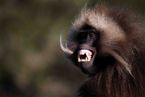 Gelada Baboon Teeth