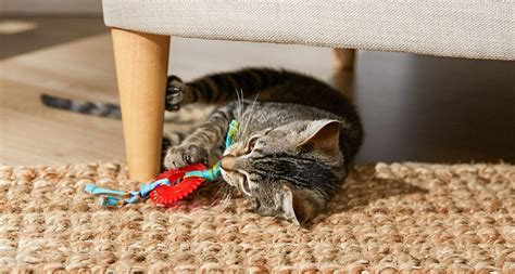 Kitten Teething: What To Expect and How To Help | BeChewy